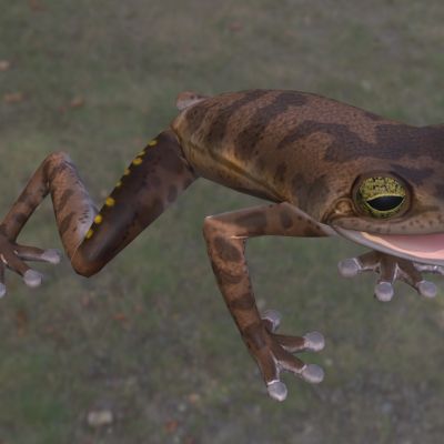 松树林树蛙两栖生物