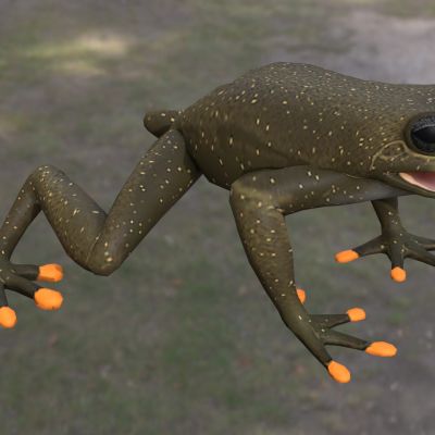 琳达的树蛙两栖生物