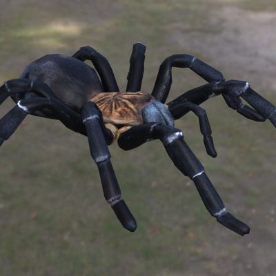 紫土虎狼蛛蜘蛛昆虫动物生物