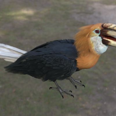 巴布亚犀鸟动物生物