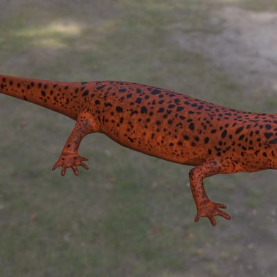 红蝾螈无肺螈科动物