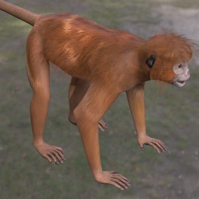 东爪哇叶猴乌木兰叶猴野生动物