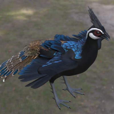 巴拉望孔雀雉野生动物