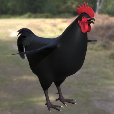 大公鸡家鸡家禽动物生物