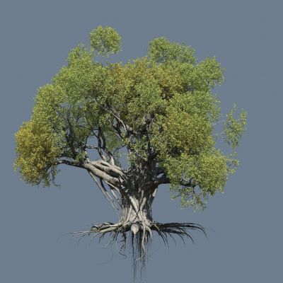 榕树 绿植 树木 森林 树干