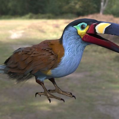 板嘴山巨嘴鸟动物生物