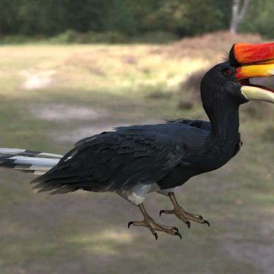 马来亚犀牛犀鸟