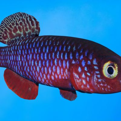 卡夫假鳃鳉鱼动物生物