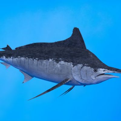 立翅旗鱼黑枪鱼生物动物