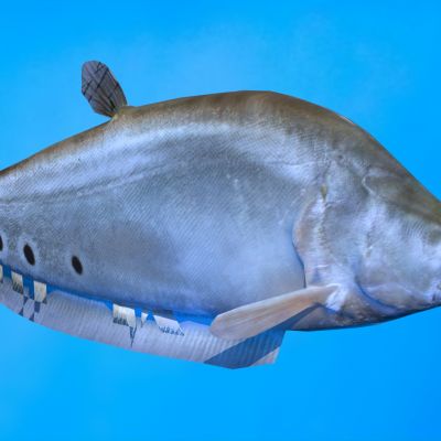 小丑刀鱼动物生物