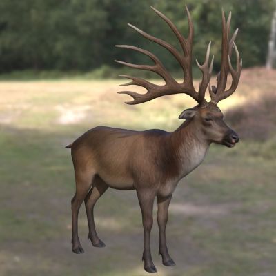 真枝角鹿真枝角兽动物生物