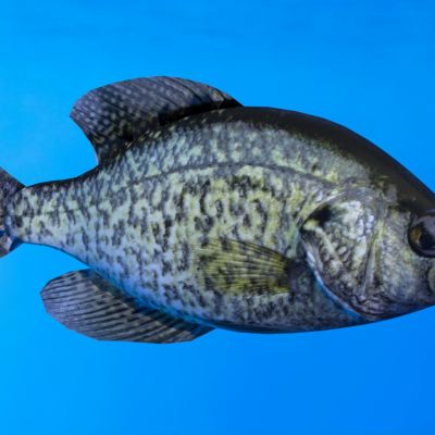 淡水石斑鱼类动物生物