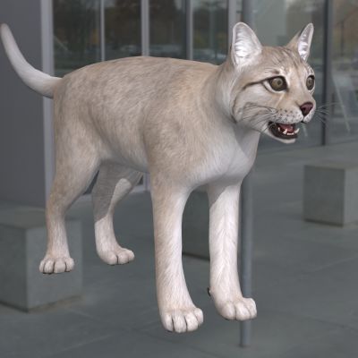 孟加拉猫动物生物