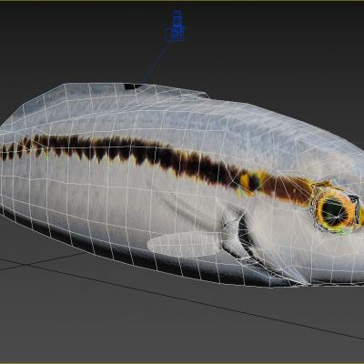 Slipdick鱼类生物动物