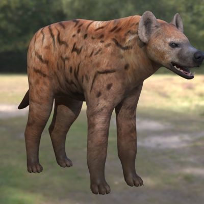 巨型短面鬣狗动物生物