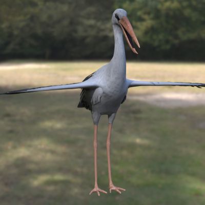 钳嘴鹳亚洲钳嘴鹳动物生物3D模型