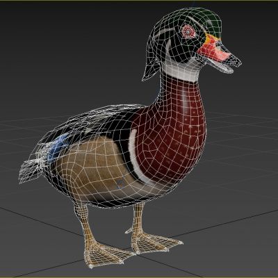 树鸳鸯林鸳鸯美洲木鸭北美鸳鸯动物生物