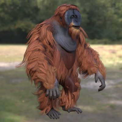 苏门答腊猩猩大猩猩动物生物