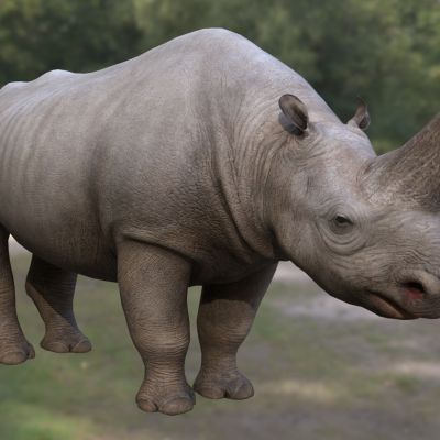 中华板齿犀动物生物