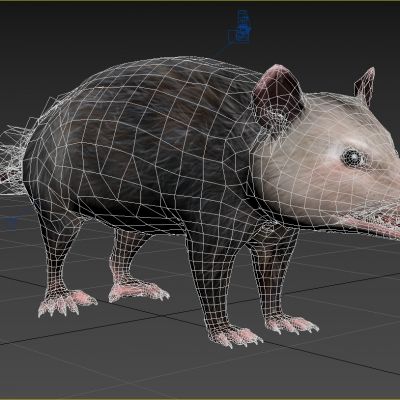 弗吉尼亚负鼠负子鼠老鼠动物生物