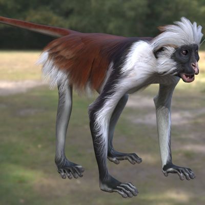 桑给巴尔红疣猴彭氏红疣猴动物生物