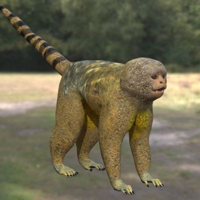 侏儒狨猴侏儒狨猴侏儒狨倭狨动物生物