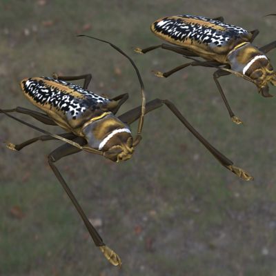 华莱士长角甲虫昆虫动物生物