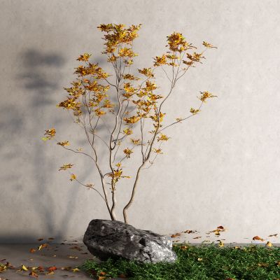 现代落叶 枫树 景观树