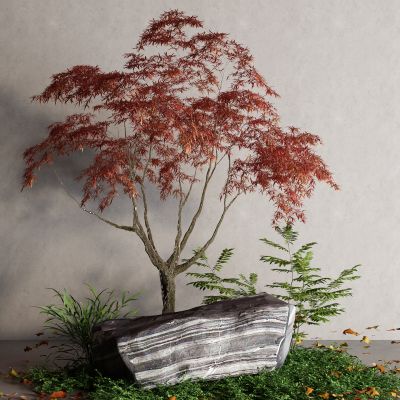 现代景观树 枫树 石头