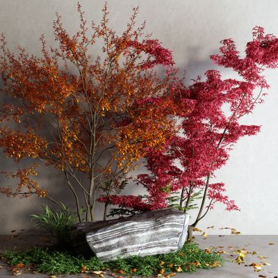 现代景观树 枫树 石头