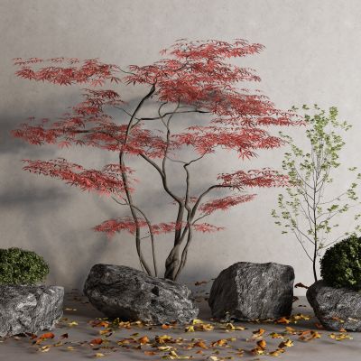 现代落叶 枫树 景观树