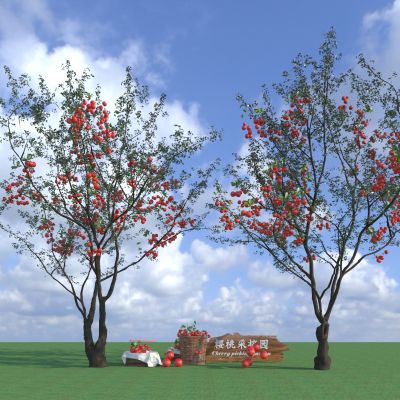 现代乔木果树 景观树 樱桃树