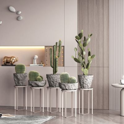 现代绿植花卉盆栽