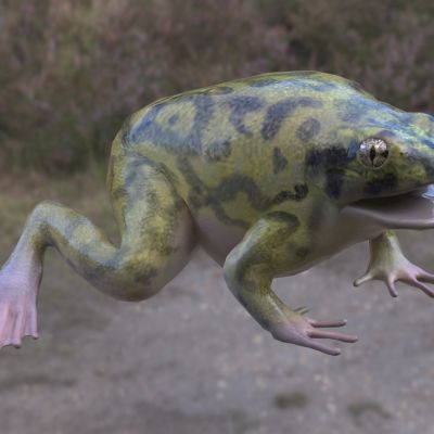 彩绘穴居蛙动物生物