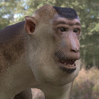 南方猪尾猕猴野生动物生物