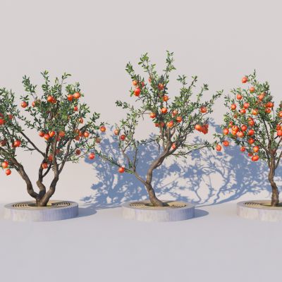 现代石榴树 景观园林树 庭院果树 树池