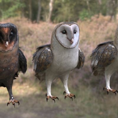 西方仓鸮猫头鹰野生动物生物