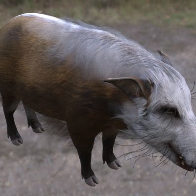 非洲灌丛野猪野生动物生物