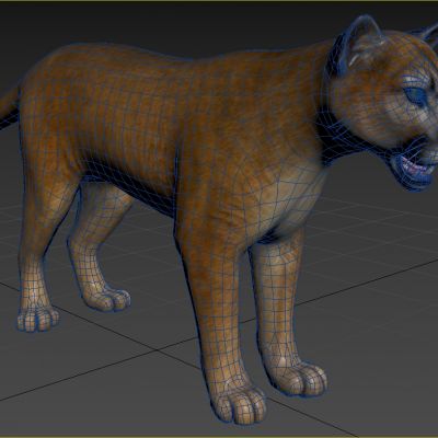 佛罗里达美洲狮动物生物