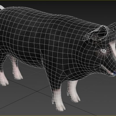 巴克夏猪动物生物