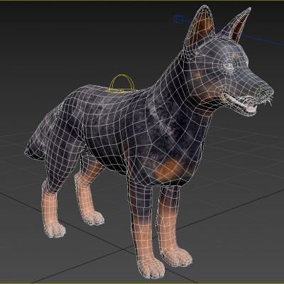 澳大利亚牧牛犬动物生物