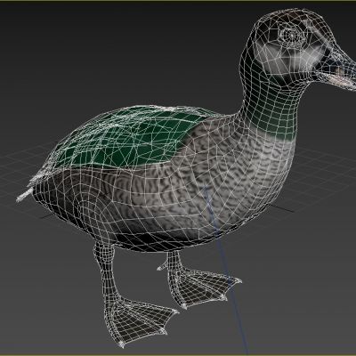 綠棉鳧动物生物