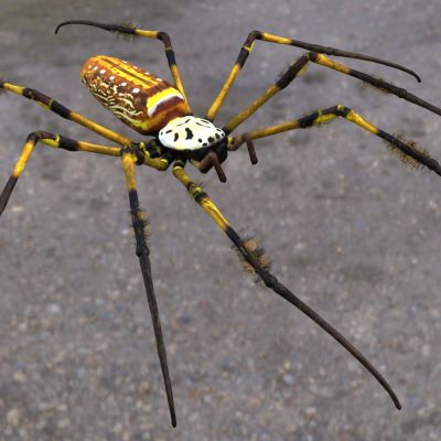 金丝圆蛛蜘蛛昆虫动物生物