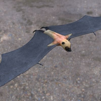 马达加斯加狐蝠动物生物