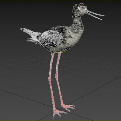 长脚鹬动物生物