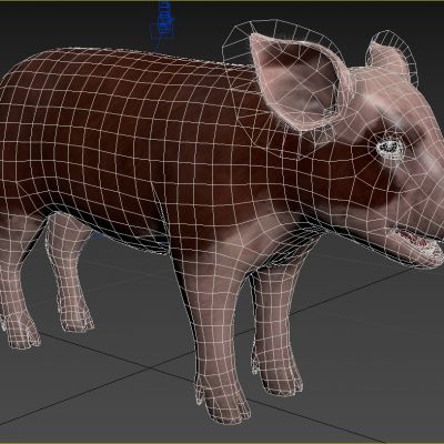 赫里福德猪仔动物生物