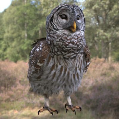 横斑林鸮动物生物鸟类