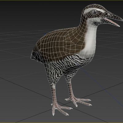 关岛秧鸡动物生物