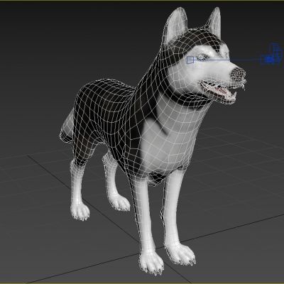 西伯利亚雪橇犬哈斯基哈士奇狗犬动物生物