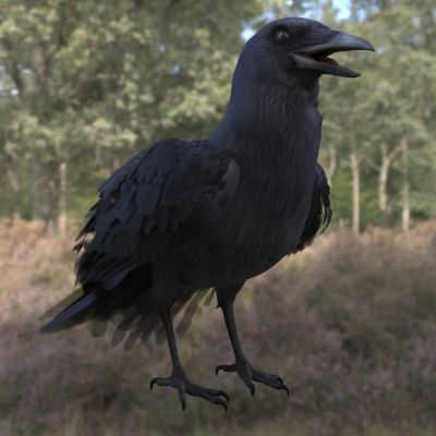 美国乌鸦鸟类动物生物